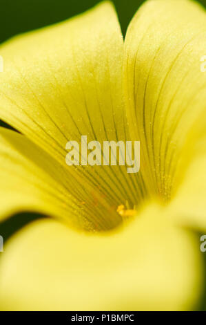 Makro Detail eines afrikanischen Holz - Sauerklee (Oxalis pes-caprae) Blütenblätter in Ses Salines Naturpark (Formentera, Balearen, Spanien) Stockfoto