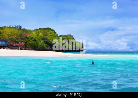 Grosse Haie schwimmen in der Nähe von White Sand Beach auf der wunderschönen tropischen Insel. Stockfoto