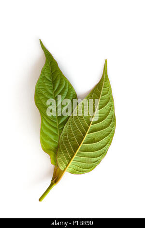 Kratom Blätter auf weißem Hintergrund. Natürliche Heilkräuter. Stockfoto