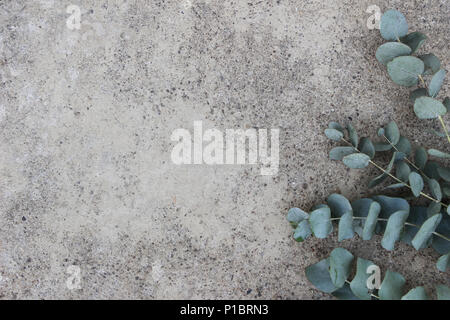 Feminin Foto. Florale Komposition von Green Silver Dollar eukalyptus Blätter und Zweige. Grunge konkreten Hintergrund. Flach, Ansicht von oben. Der leere Raum. Stockfoto