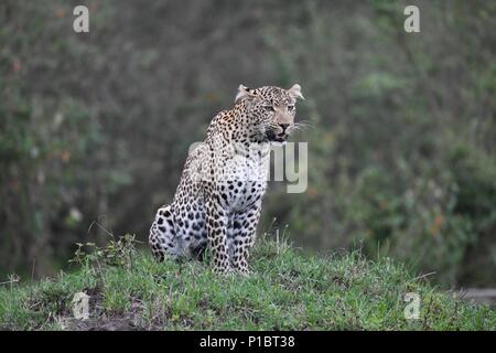 Leopard auf Gras Hügel auf der Suche nach Beute auf der Massai Mara Savannah. Weibliche Leopard (Panthera pardus). Bild in der OLARE Motorogi Conservancy genommen Stockfoto