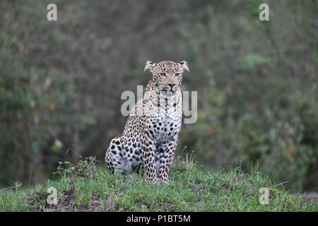 Leopard auf Gras Hügel auf der Suche nach Beute auf der Massai Mara Savannah. Weibliche Leopard (Panthera pardus). Bild in der OLARE Motorogi Conservancy genommen Stockfoto