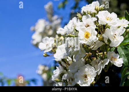 Rosa "Rambling Rector" Stockfoto