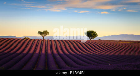 Lavendel Felder in den frühen Morgen das Plateau von Valensole Forcalquier Alpes-de-Haute-Provence Provence-Alpes-Cote d'Azur Frankreich Stockfoto