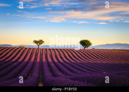 Lavendel Felder in den frühen Morgen das Plateau von Valensole Forcalquier Alpes-de-Haute-Provence Provence-Alpes-Cote d'Azur Frankreich Stockfoto