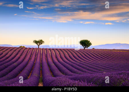 Lavendel Felder in den frühen Morgen das Plateau von Valensole Forcalquier Alpes-de-Haute-Provence Provence-Alpes-Cote d'Azur Frankreich Stockfoto