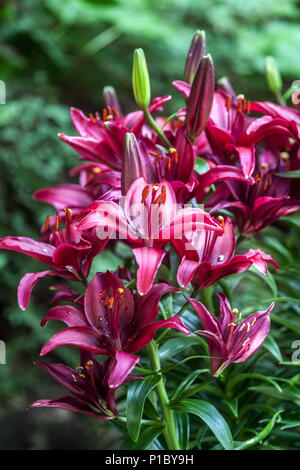 Lilium „Tiny Ghost“ Asiatische Lilien Asiatische Topflilie Stockfoto