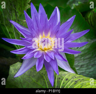 Lila, heilige Lotus Zoo Calgary Alberta Kanada Stockfoto