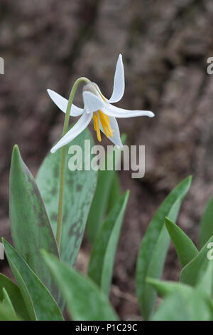 Einen einsamen weißen Forelle lily erhebt sich über das grüne fleckige Blätter. Seine gelbe und weiße Blüte scheint zu glühen vor braune Rinde der Eiche. Stockfoto