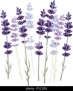 Lavendel isoliert auf weißem Hintergrund Vector Illustration Stock Vektor