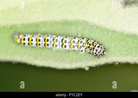 Königskerze Motte Caterpillar - verbasci Cucullia Stockfoto