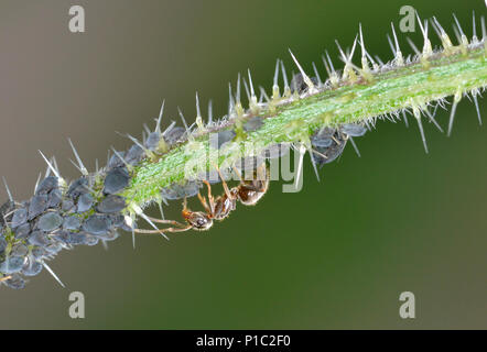 Schwarze Ameise - Lasius Niger-melken Blattläuse Stockfoto