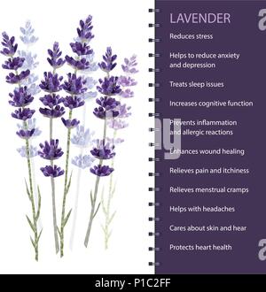 Lavendel isoliert auf weißem Hintergrund Vector Illustration Stock Vektor