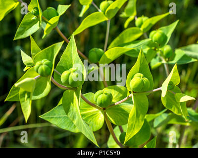 Caper/Wolfsmilch Euphorbia lathyris Zweijährige Pflanze, Frankreich. Stockfoto