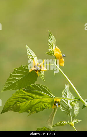 Tomatillo oder mexikanischen Lampionblume: Physalis philadelphica Stockfoto