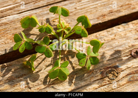 Afrikanisches holz - Sauerklee (Oxalis pes-caprae) Pflanze wachsen in einem Schlitz eines Holzboden in Ses Salines Naturpark (Formentera, Balearen, Spanien) Stockfoto