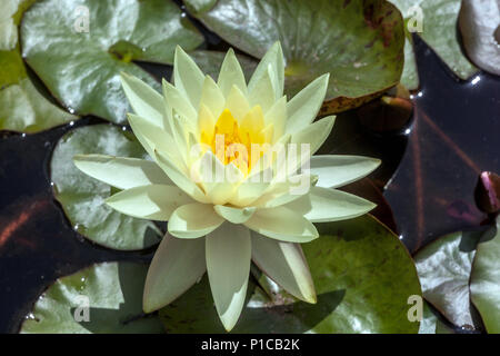 Hardy Water Lily Nymphaea Pygmaea Helvola Stockfoto