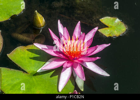 Ein rosa Wasser Lilie Blume in einem Gartenteich Stockfoto