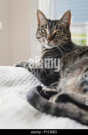 Eine schläfrige Katze sitzt auf einem Bett. Stockfoto