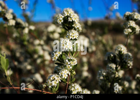 Blühende schönen Zweig der Fabrikantenvilla cinerea in vertikaler Stellung. Schönheit blühender Strauch mit weißen Blumen. Stockfoto