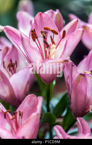 Lilium "Confetti Joy" Asiatische Lilien Stockfoto