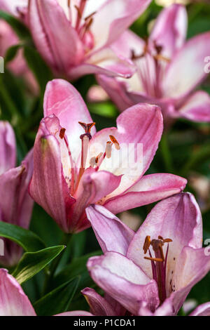 Lilium „Confetti Joy“ Stockfoto