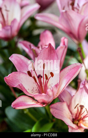 Lilium „Confetti Joy“ Asiatische Lilien, Lilium rosa Blume, Lilienblütenpflanze im Garten Stockfoto