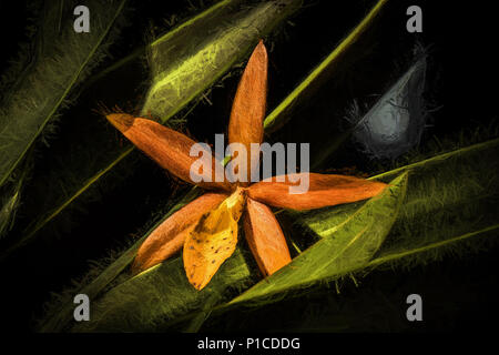 Procatavola golden Peacock Orchidee. Stockfoto