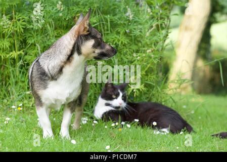 Katze und Hund zusammen: eine schwedische Valhund und eine schwarz-weiße Katze in jede andere Firma entspannt Stockfoto