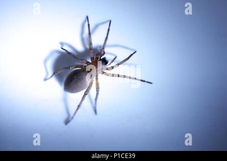 Sac spider (Clubionidae): Eine einzige Spinne in die weiße Keramik Waschbecken beschränkt Stockfoto