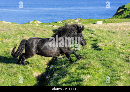 Schwarz Shetland pony springt über Graben im Feld entlang der Küste der Shetlandinseln, Schottland, Großbritannien Stockfoto