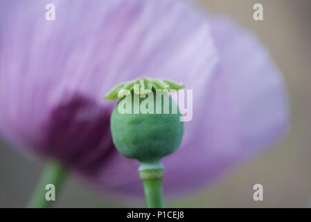 Lila Mohn (Palaver somniferum): Zwei lila Mohnblüte Köpfe, eine mit und eine ohne Blüten, Blütenblätter Stockfoto