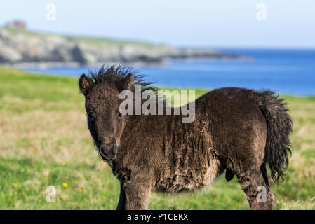 Schwarz Shetland pony Fohlen im Feld entlang der Küste der Shetlandinseln, Schottland, Großbritannien Stockfoto