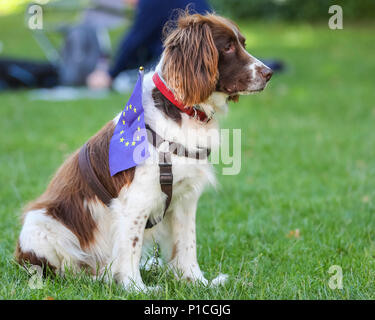 Westminster, London, UK, 11. Juni 2018. Keks, eine schöne 11-jährige Spaniel, hat seine Pfoten fest auf der Seite des Brexit bleiben. Am Tag vor der MPs eingestellt sind, Abstimmung über die Änderungsanträge zum EU-Austritt Bill von der House of Lords, anti-brexit Gruppen Bühne eine 36 Stunde 'Remainathon' in Westminster. Vier verschiedene Gruppen, SODEM, Nr. 10 Vigil, EU-Flagge Mafia und Stop Brexit halten Proteste an Parlament, eine Mahnwache in der Downing Street und eine Taschenlampe abend März und Übernachtung auf die Royal Courts of Justice beleuchtet. Credit: Imageplotter Nachrichten und Sport/Alamy leben Nachrichten Stockfoto