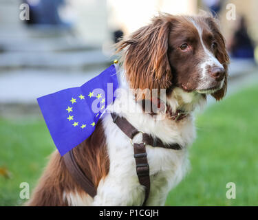 Westminster, London, UK, 11. Juni 2018. Keks, eine schöne 11-jährige Spaniel, hat seine Pfoten fest auf der Seite des Brexit bleiben. Am Tag vor der MPs eingestellt sind, Abstimmung über die Änderungsanträge zum EU-Austritt Bill von der House of Lords, anti-brexit Gruppen Bühne eine 36 Stunde 'Remainathon' in Westminster. Vier verschiedene Gruppen, SODEM, Nr. 10 Vigil, EU-Flagge Mafia und Stop Brexit halten Proteste an Parlament, eine Mahnwache in der Downing Street und eine Taschenlampe abend März und Übernachtung auf die Royal Courts of Justice beleuchtet. Credit: Imageplotter Nachrichten und Sport/Alamy leben Nachrichten Stockfoto