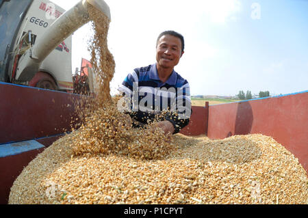 (180612) - CANGZHOU, Juni 12, 2018 (Xinhua) - die Landwirte sind damit beschäftigt, Weizen, in die Felder im Dorf Wumaying Nanpi County, im Norden der chinesischen Provinz Hebei, 12. Juni 2018. (Xinhua / Mu Yu) (Wsw) Stockfoto