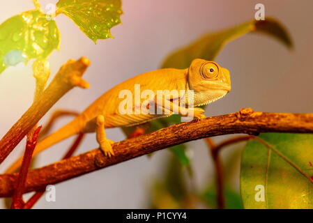 Schöne Chamäleon in den Wäldern versteckt Stockfoto