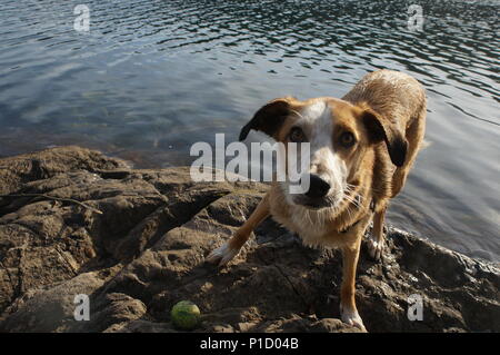 Ein verspielter Welpe über zu jagen nach einem Tennis Ball ins Wasser geworfen. Stockfoto