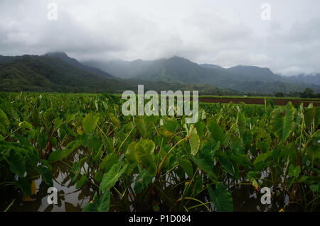 Taro-Felder auf Kauai, Hawaii Stockfoto