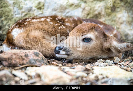 Whitetail Fawn Stockfoto