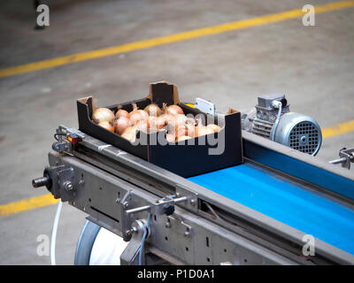 Verpackung und Sortierung von Zwiebeln in einem Gemüse Großhändler Stockfoto