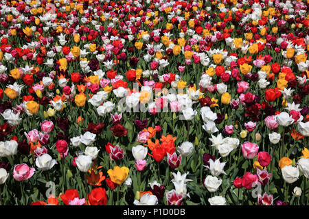 Viele bunte Tulpen in einem Bereich Stockfoto