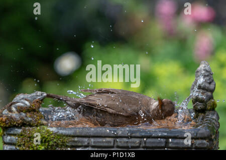 11. Juni 2018 - Weibliche Amsel genießt das kühle Wasser aus einem Haushalt Garten Vogelbad und hat ein Bad in den heissen, sonnigen Wetter Stockfoto