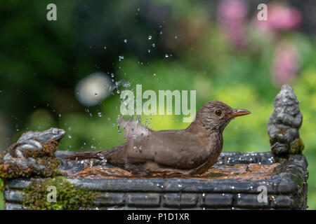 11. Juni 2018 - Weibliche Amsel genießt das kühle Wasser aus einem Haushalt Garten Vogelbad und hat ein Bad in den heissen, sonnigen Wetter Stockfoto