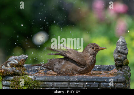 11. Juni 2018 - Weibliche Amsel genießt das kühle Wasser aus einem Haushalt Garten Vogelbad und hat ein Bad in den heissen, sonnigen Wetter Stockfoto