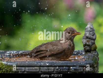 11. Juni 2018 - Weibliche Amsel genießt das kühle Wasser aus einem Haushalt Garten Vogelbad und hat ein Bad in den heissen, sonnigen Wetter Stockfoto