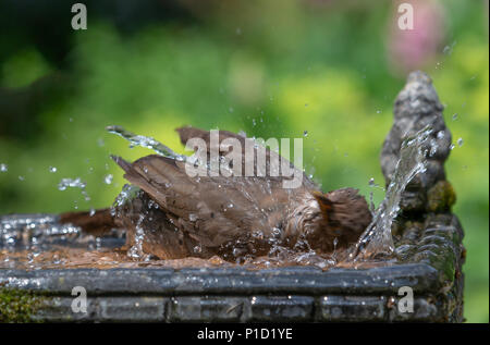 11. Juni 2018 - Weibliche Amsel genießt das kühle Wasser aus einem Haushalt Garten Vogelbad und hat ein Bad in den heissen, sonnigen Wetter Stockfoto