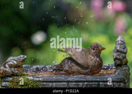 11. Juni 2018 - Weibliche Amsel genießt das kühle Wasser aus einem Haushalt Garten Vogelbad und hat ein Bad in den heissen, sonnigen Wetter Stockfoto