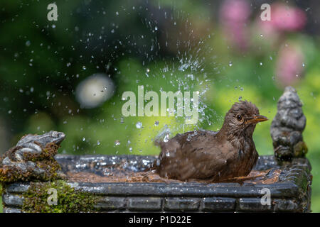 11. Juni 2018 - Weibliche Amsel genießt das kühle Wasser aus einem Haushalt Garten Vogelbad und hat ein Bad in den heissen, sonnigen Wetter Stockfoto