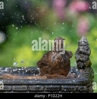 11. Juni 2018 - Weibliche Amsel genießt das kühle Wasser aus einem Haushalt Garten Vogelbad und hat ein Bad in den heissen, sonnigen Wetter Stockfoto